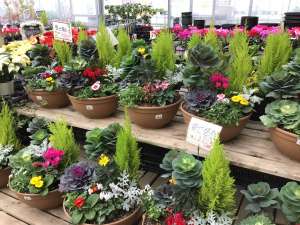 季節の寄せ植え入荷中！