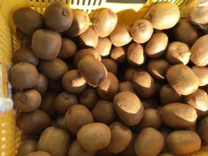 🥝キウイフルーツの魅力🥝