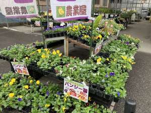 パンジービオラなど、冬のお花が大量入荷！！