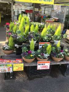 寄せ植え入荷中！