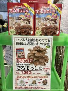 きのこを育ててみませんか🍄