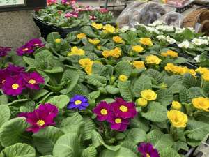 プリムラジュリアンの入荷が始まりました！！！