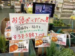 タマネギ苗　まだまだ入荷中🙋🏻‍♀️🙋🏻‍♀️