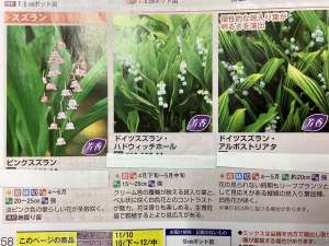 店頭にない商品もお取り寄せ致します。スズラン苗のご紹介！