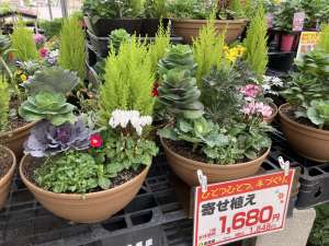 手作り寄せ植えが入荷しました！
