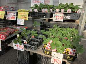 いちご苗が入荷しました！おそらく最終です。
