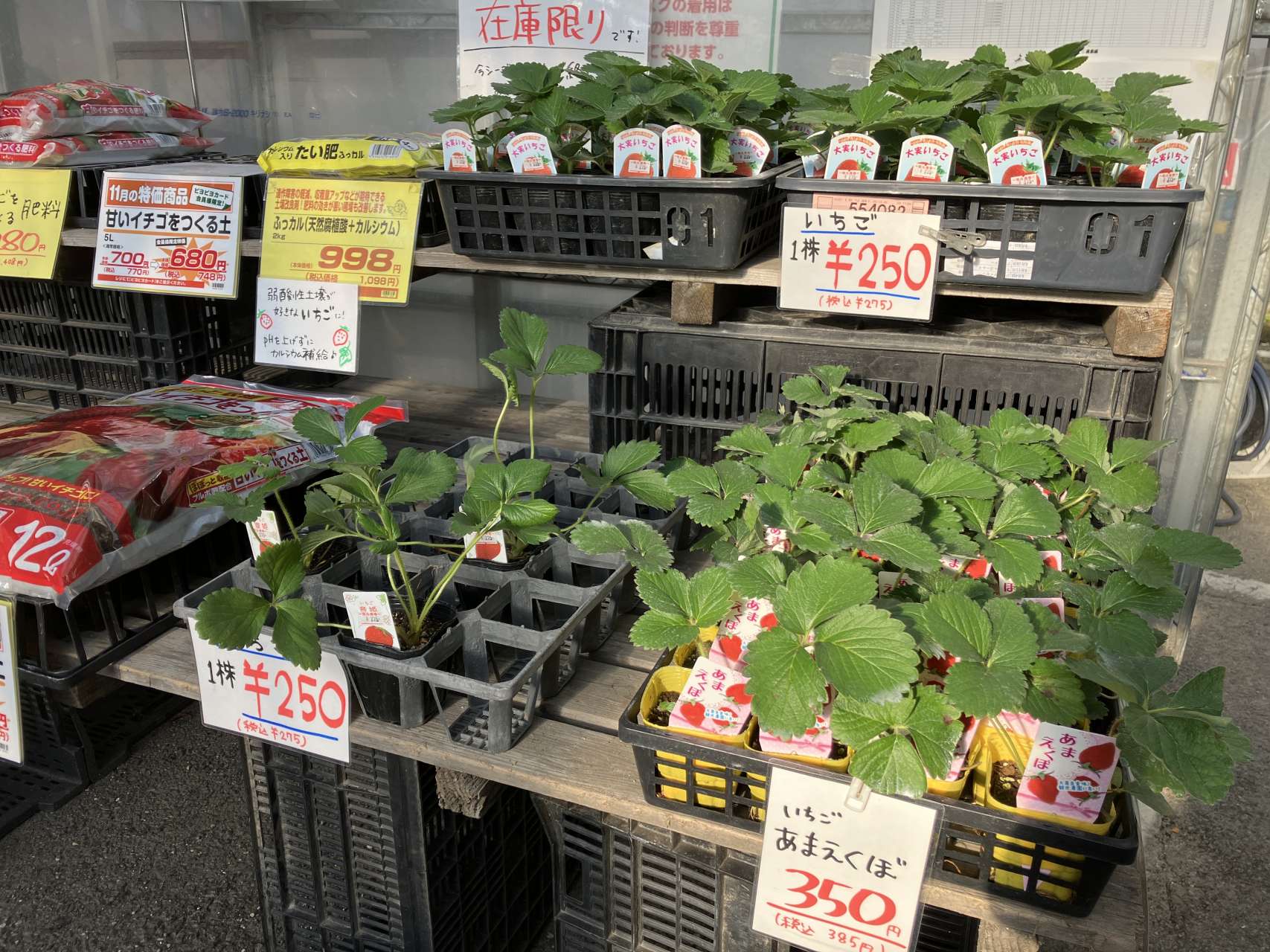 いちご苗が入荷しました！おそらく最終です。