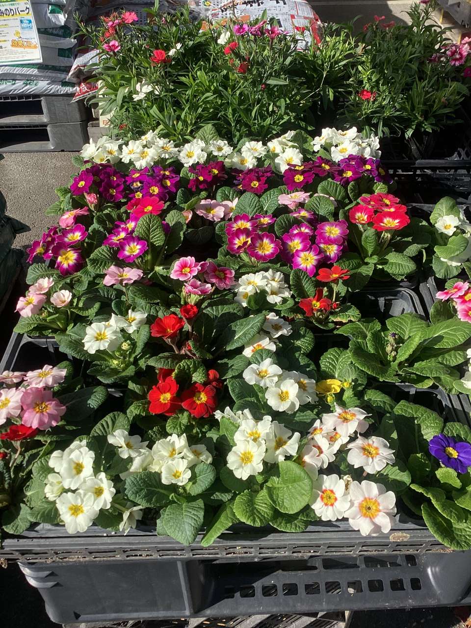 花壇にも寄せ植えにもおすすめのお花‼️