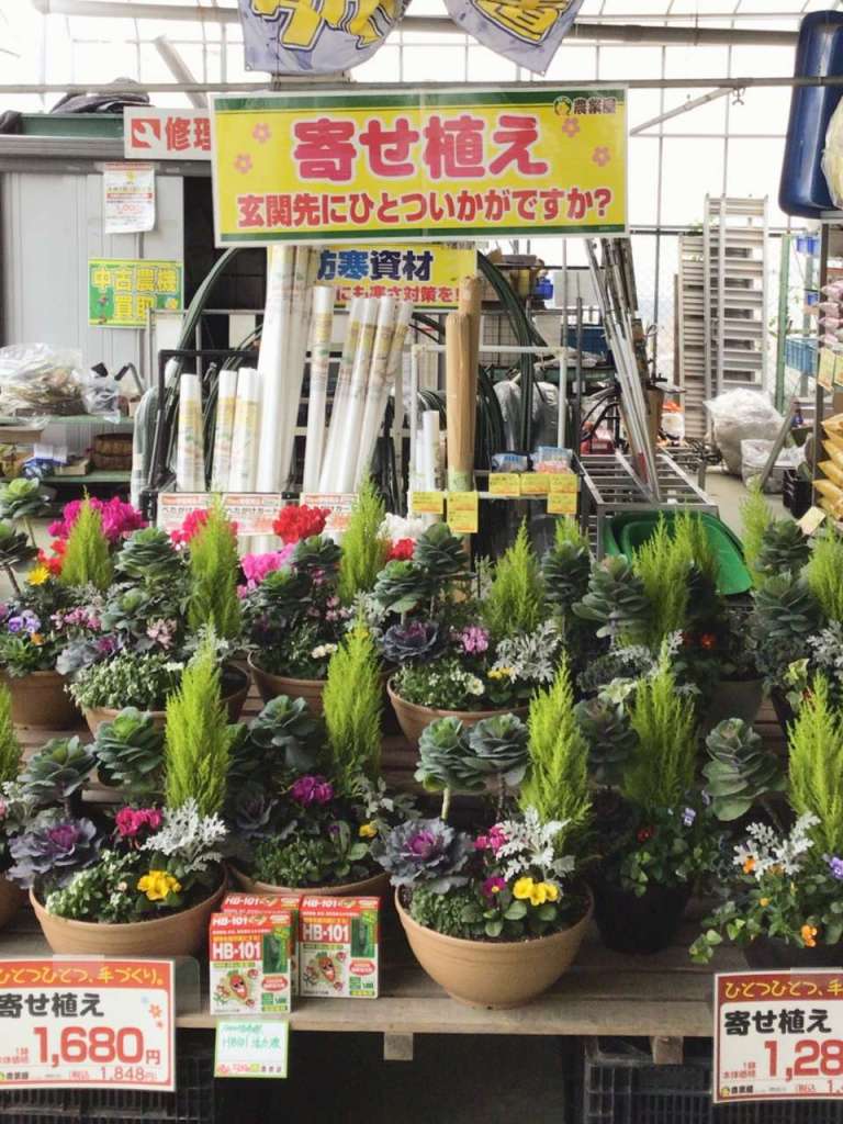 🌼寄せ植え入荷しました🌼