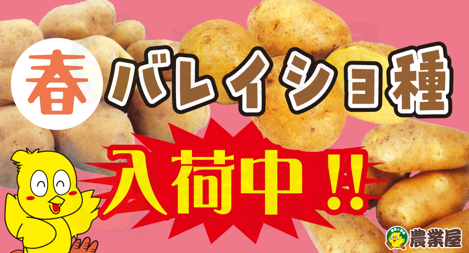 春バレイショ種が入荷中です！