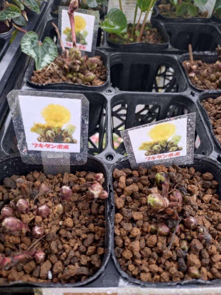 フキタンポポが入荷しています。