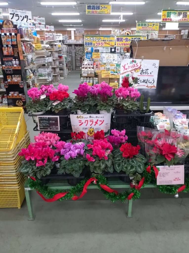 シクラメン入荷しました😊