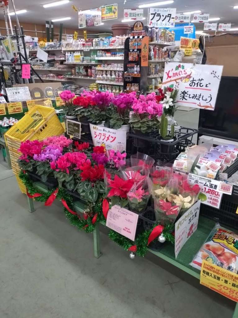 ポインセチア大特価(^o^)