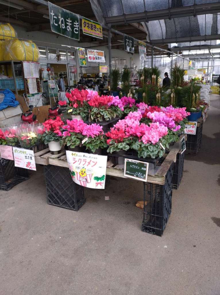 シクラメン入荷しました😊
