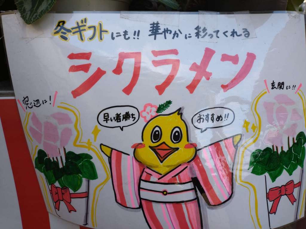 お部屋が明るくなる、シクラメンの季節