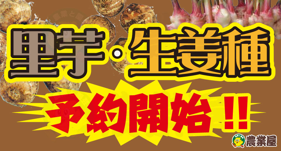 里芋・生姜種のご予約受付中です！
