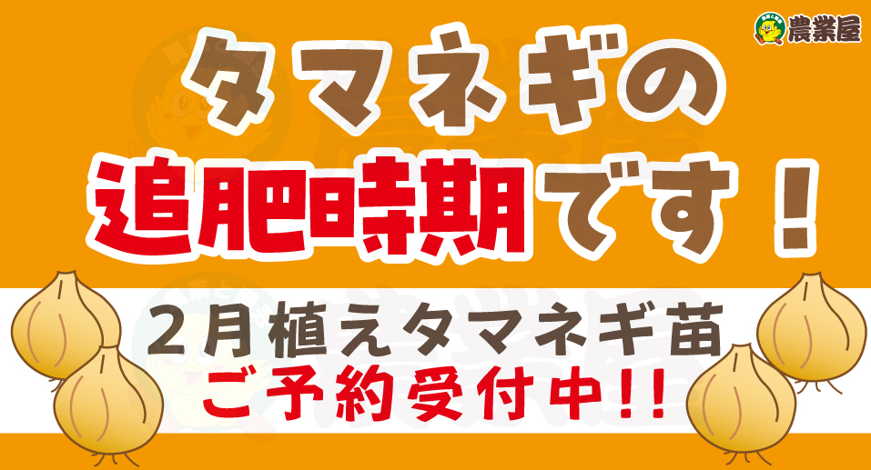 玉ねぎの追肥時期が来ました！タマネギ苗予約受付中！