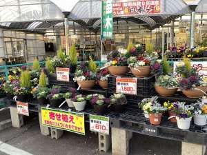 今年はお餅が希少です！