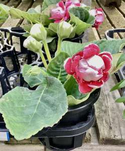 可愛い花苗が入荷中！