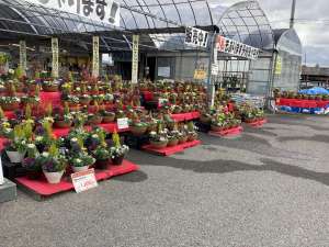 地域No.1寄せ植え　入荷🙋🏻‍♂️