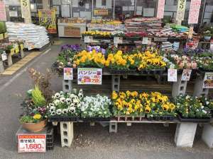 明日明後日は花花セール！花苗めっちゃ入荷してます！