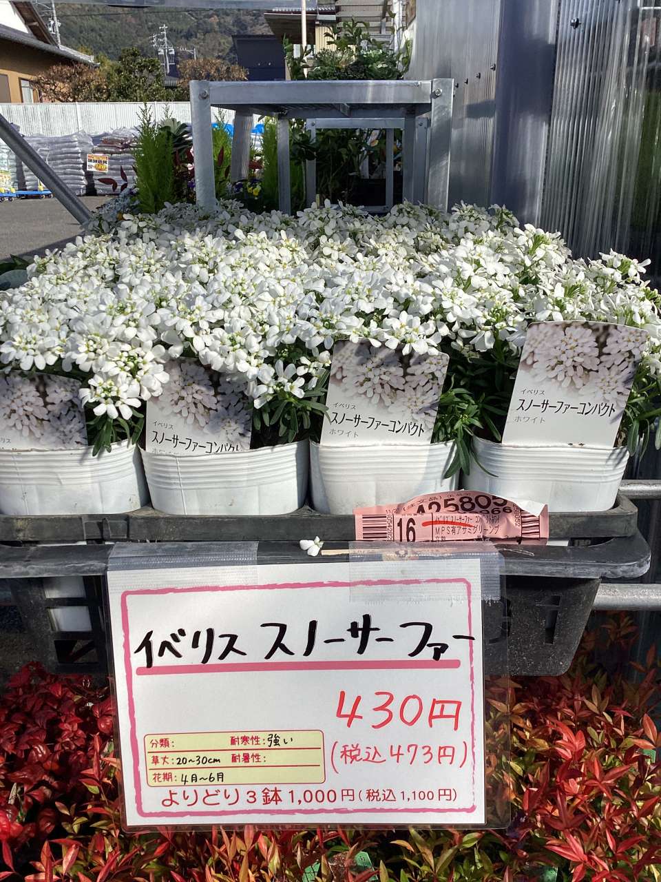 新しい花苗が入荷しました‼️