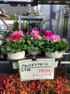 新しい花苗が入荷しました‼️