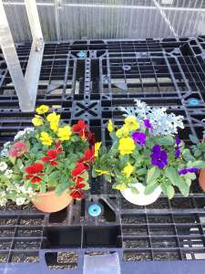 季節の寄せ植え販売中です