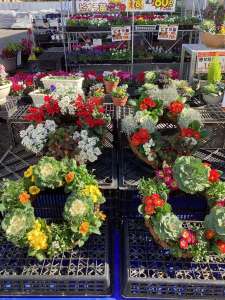 リースプランターの寄せ植え販売しております