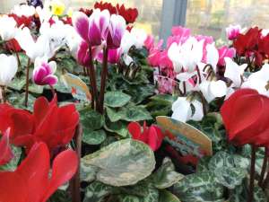 シクラメン入荷中！