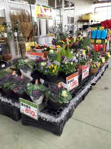 玄関先にいかがですか?