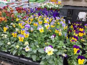 【冬のお気に入りを見つけよう🌸】パンジー・ビオラ大量入荷！