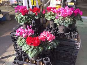 玄関先にいかがですか？