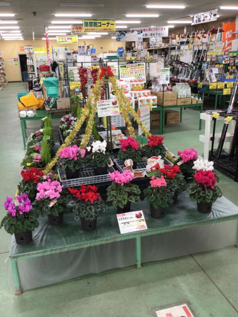 シクラメンでクリスマス気分🎅🎄