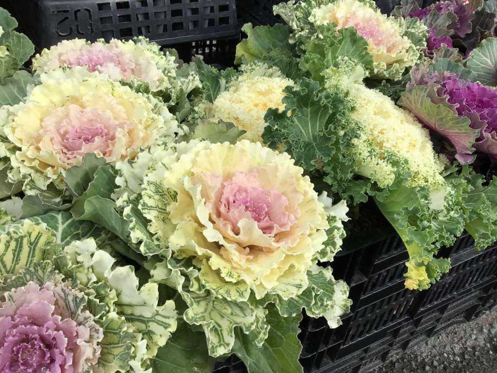 年末のご挨拶🐍