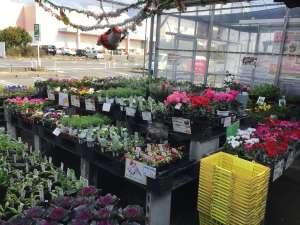 🎄12月もやりますよ〜💐