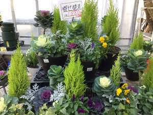 寄せ植えで明るい新年を！