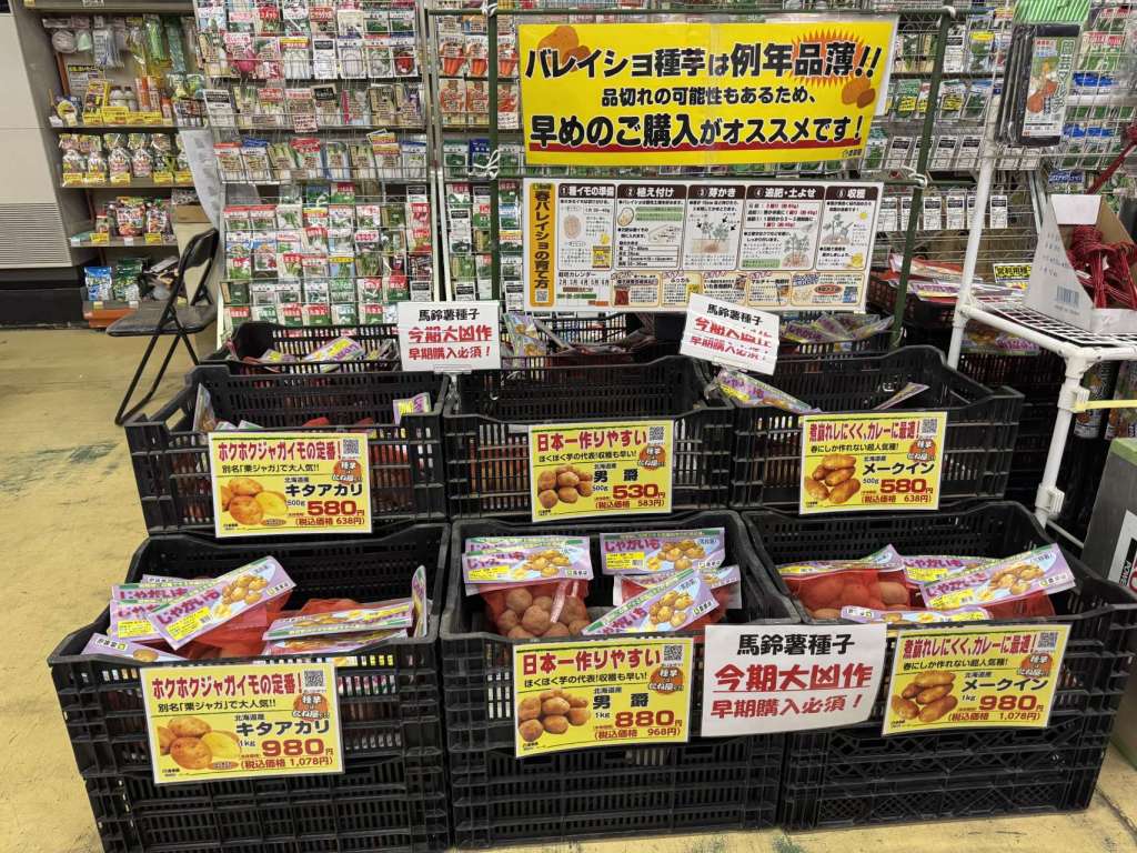 春植えの馬鈴薯種子入荷しました！