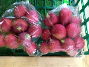 サラダやピクルスに！二十日大根💫