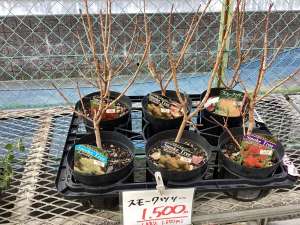 限定！スモークツリー入荷！！