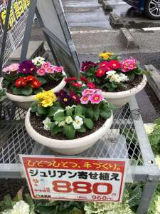 季節の寄せ植え鉢が入荷しました！