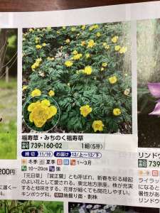 福寿草の苗をお取り寄せしました。