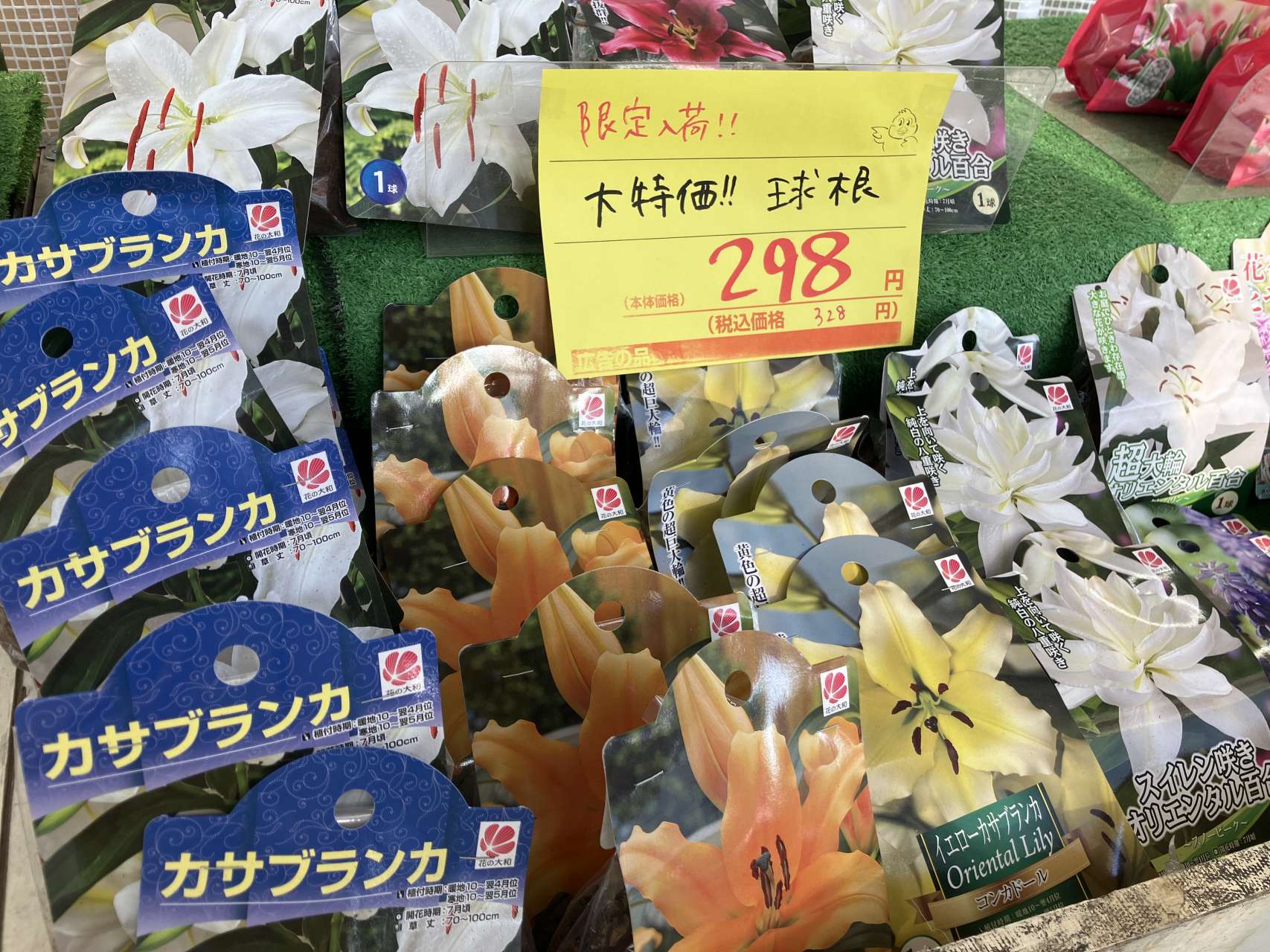 特価球根が限定入荷！！