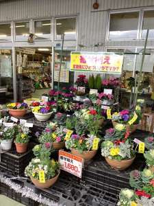 毎年、人気の寄せ植え🌼です‼️