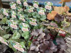 ヒューケラが入荷しました！