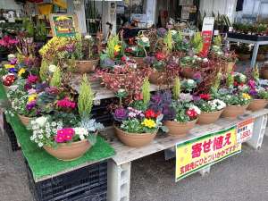 人気の寄せ植えが入荷しました‼️