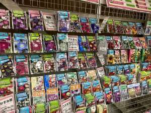 春まき花種が入荷しました🌻