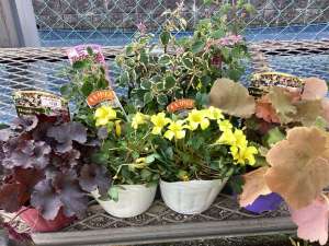 オキザリス（黄）、プレクトランサスが入荷しました！