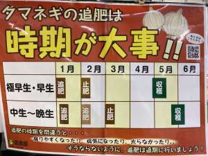 そろそろタマネギの追肥の時期です。