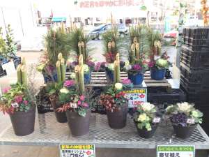 年末年始に寄せ植えを飾りましょう‼️